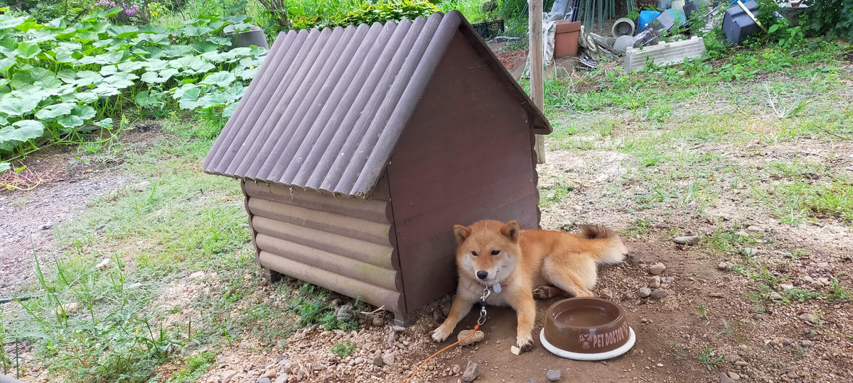 犬小屋DIYの作り方！利用できる100均グッズや室内用の作成ポイントとは ブルーティ